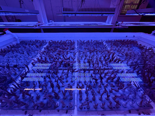 Valentine's Day Adopt A Coral